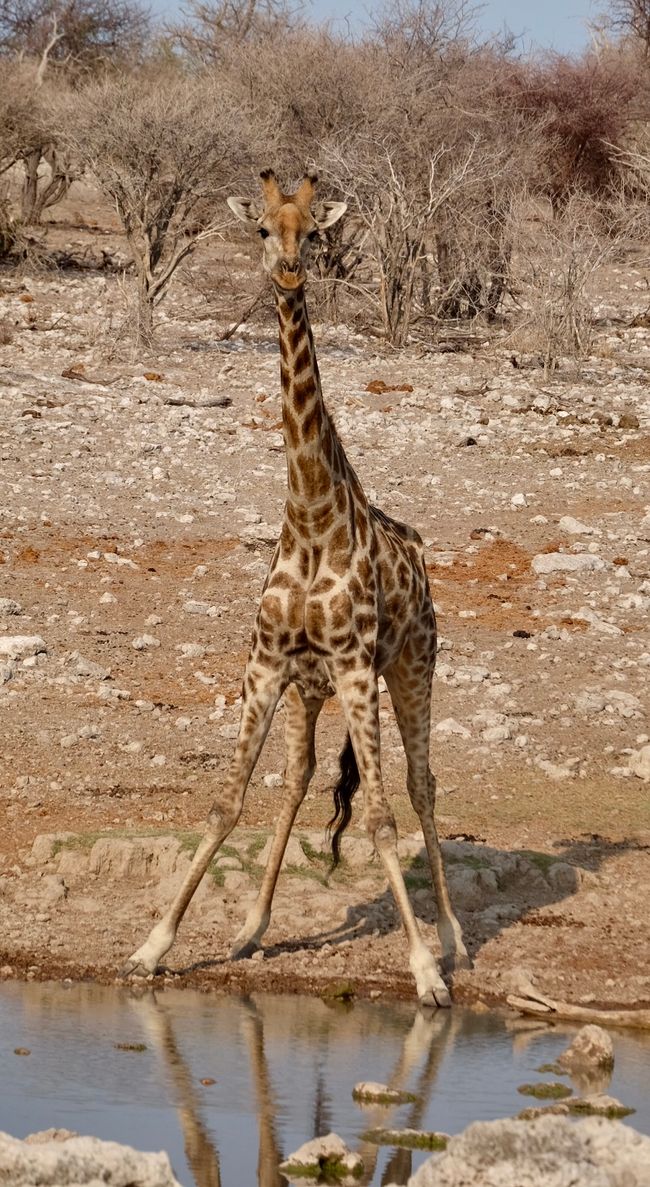 Etosha - Día de los Gatos