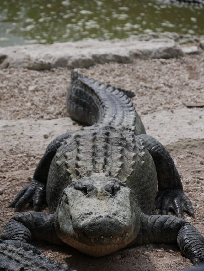 Everglades National Park