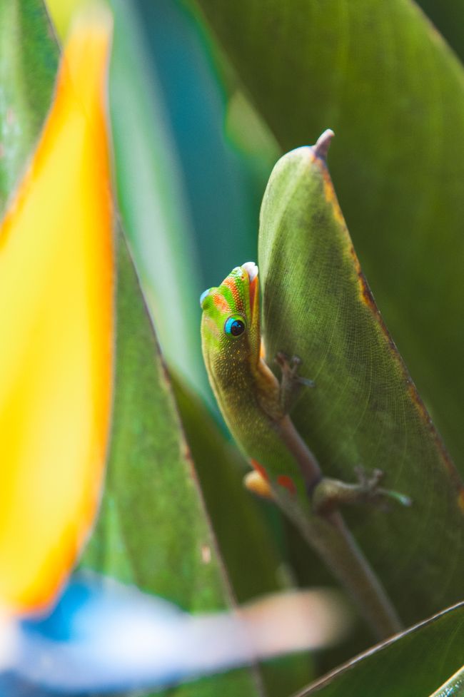 O'ahu, Hawaii