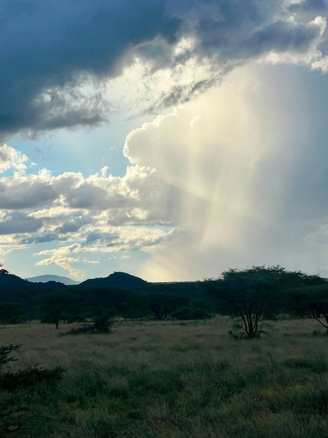 Prima safari