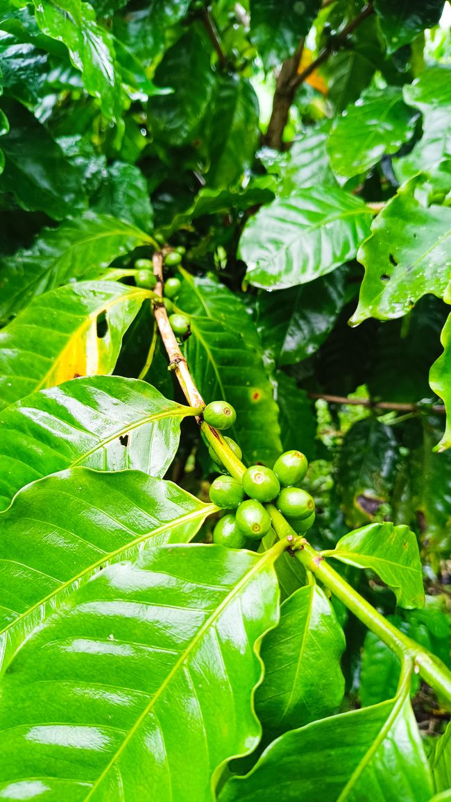 Costa Rica_La Fortuna_Coffee Farm