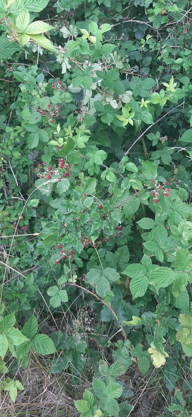 Wilde Beeren 