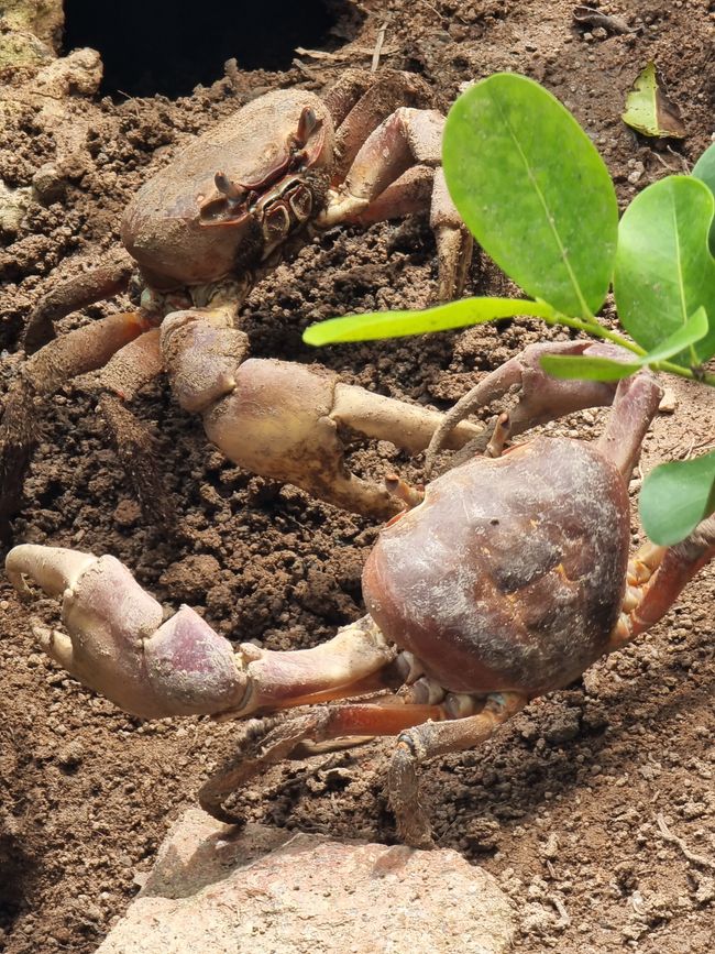 Seychellen - Tag 10: Vom schönsten auf den 2. schönsten Strand