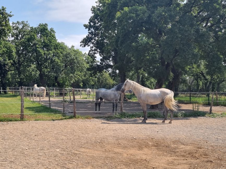 Lipizzaner, Lipica