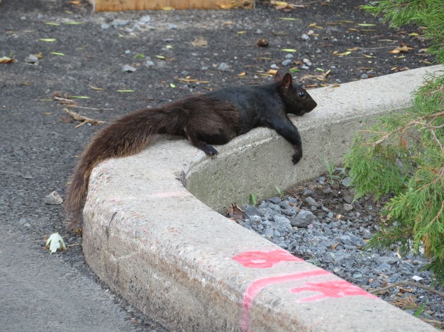 Fuchshörnchen beim Chillen