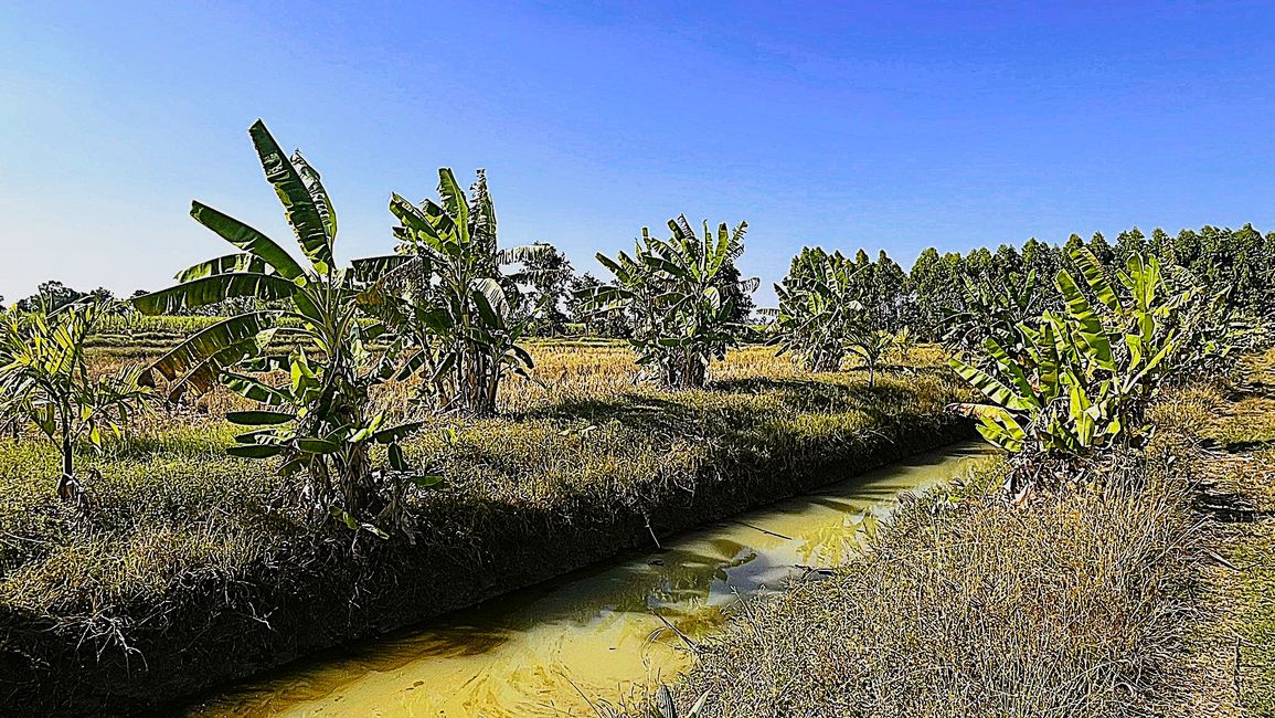 Granja en Nong Ki