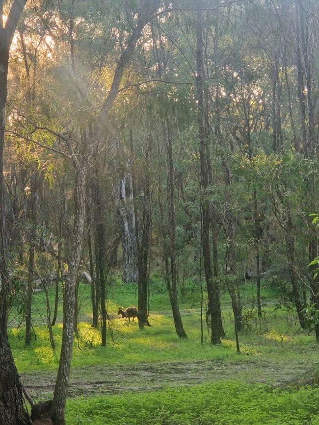 Känguru im Wald auf dem Crystal Spring Campling Platz