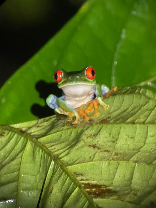 Rotaugenlaubfrosch