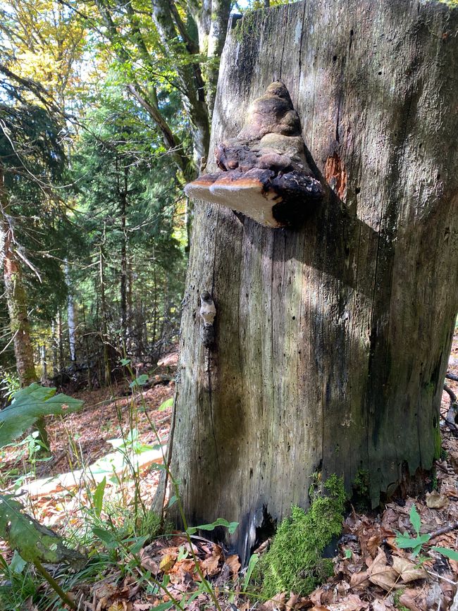 Auch in diesem Wald wunderschöne Baumpilze