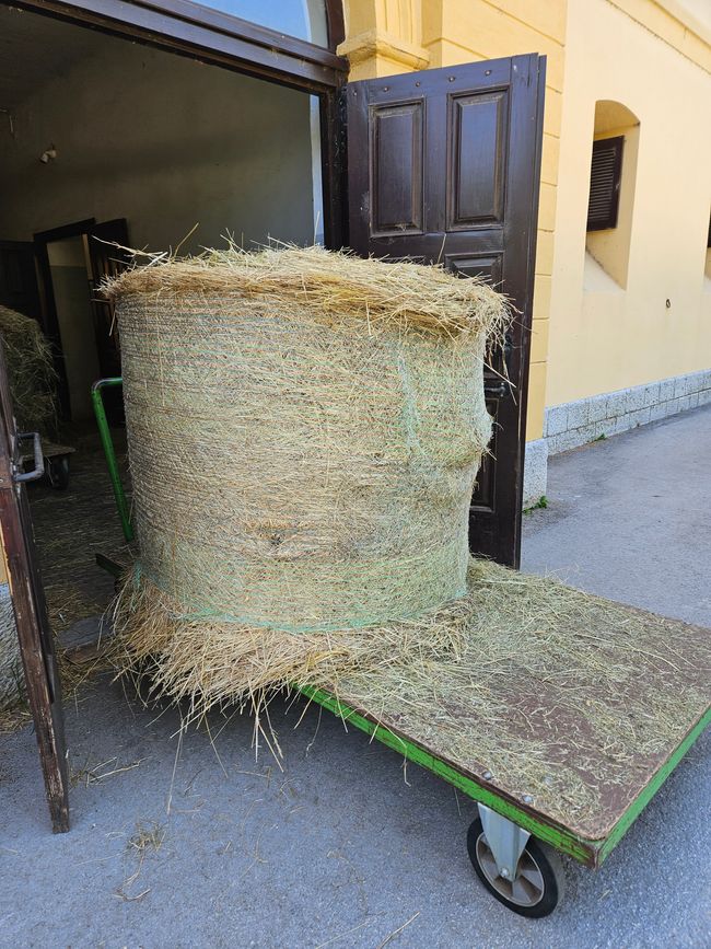 2026 - Juin - Haras Lipizzaner à Lipica