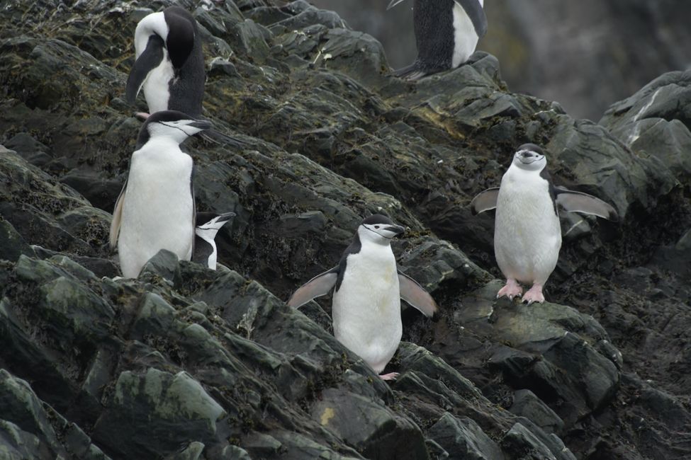 Zügelpinguine / Chinstrap penguins