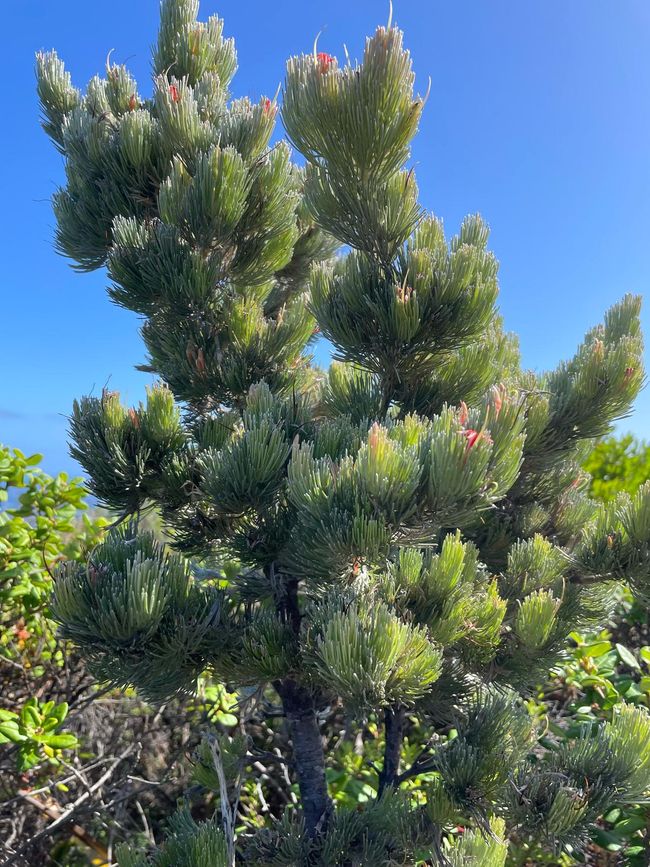 Adenanthos sericeus