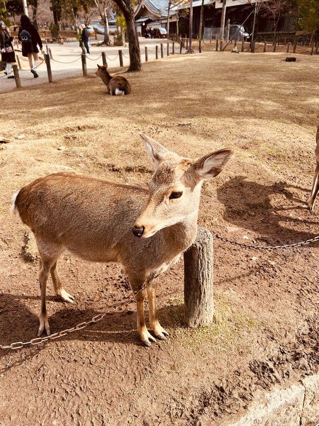 Nara - Tag 10