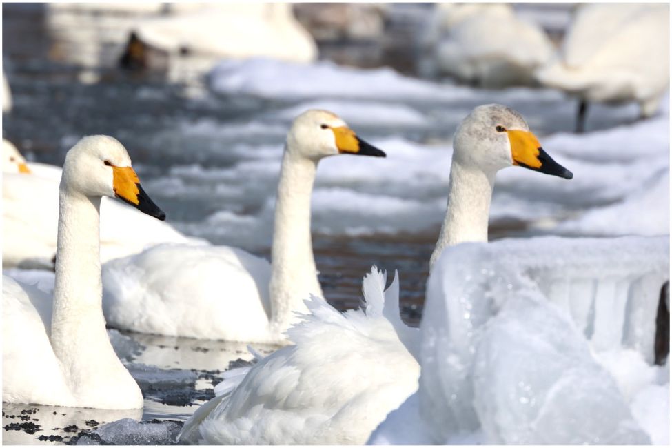 Singschwäne auf dem Kussharosee