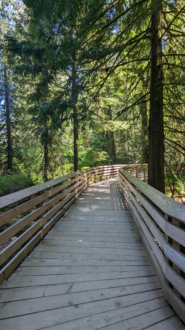 Cathedral Grove