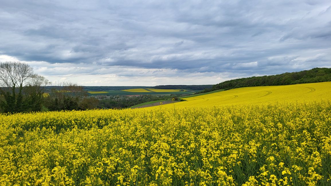 Wanderung an Rapsfeldern vorbei