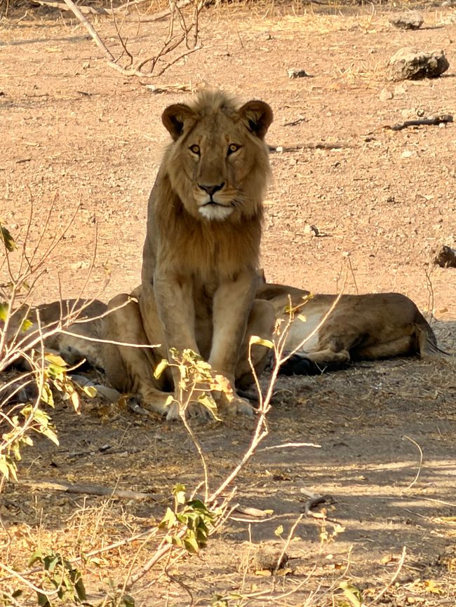 Zwischen Gänsehaut und Gegenverkehr 🦁🚙
