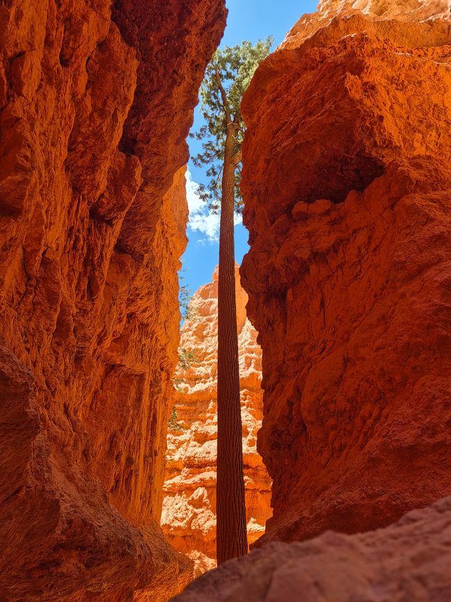 Bryce Canyon