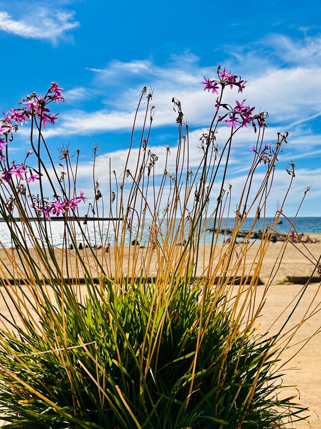 Sonne, Strand in Palamós und Ausruhen