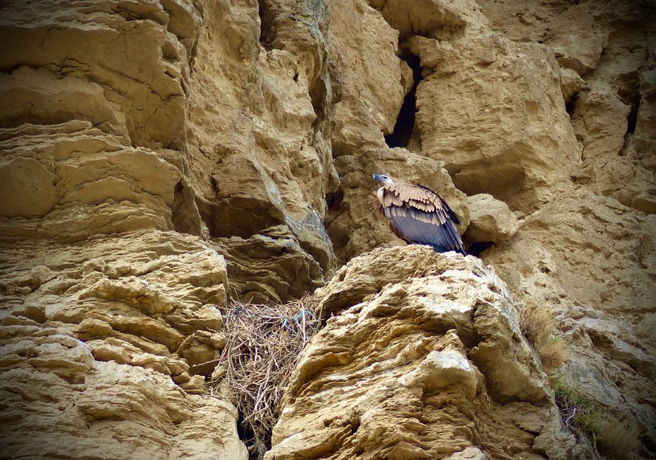 The vultures are our constant companions on this leg of the journey