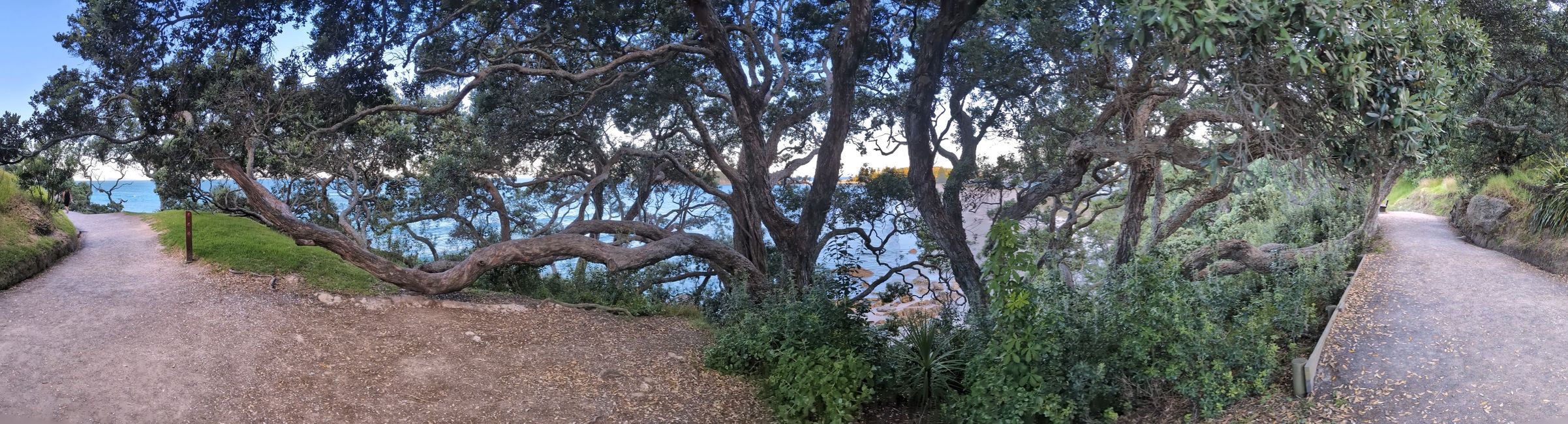 Tauranga 