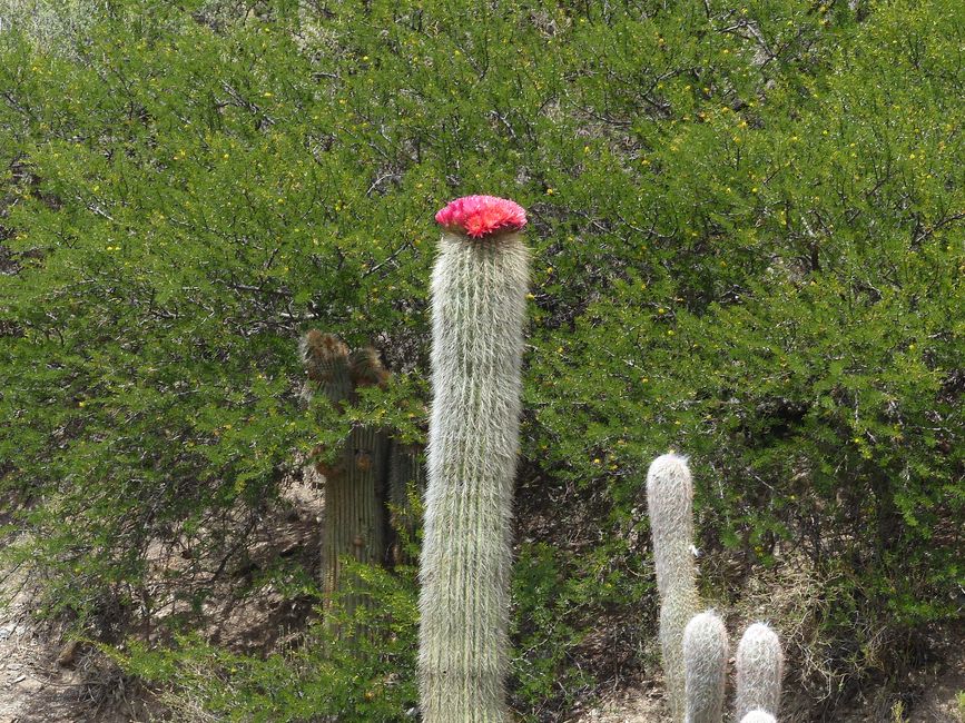 Bolivia, Potosi