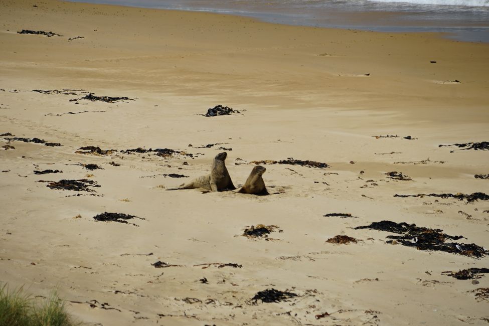 Clifden - Monkey Island - Riverton - Invercargill - Nugget Point