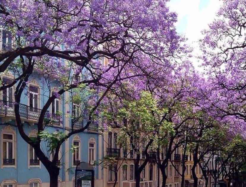 Überall blühende Jacaranda