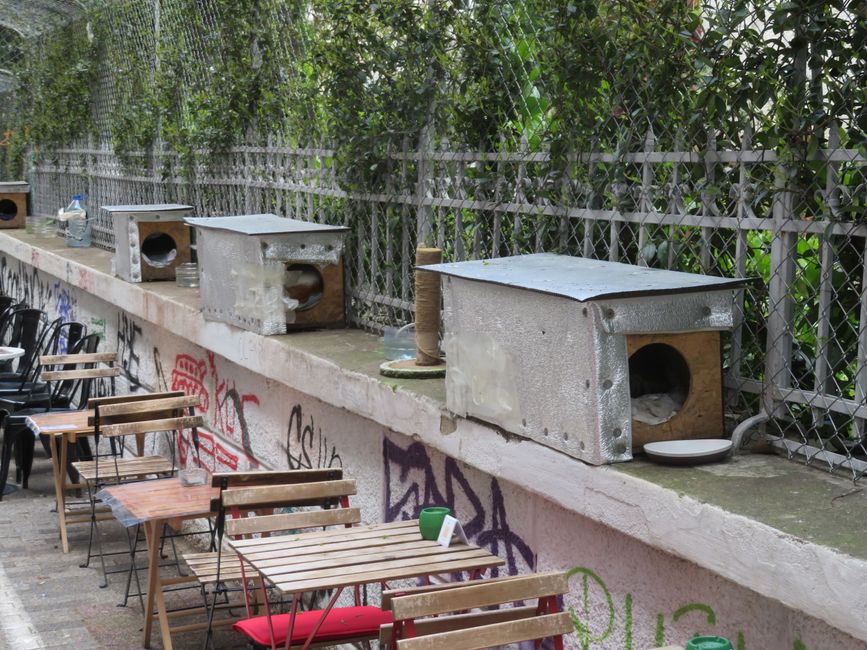 Maisons pour chats à Kadıköy