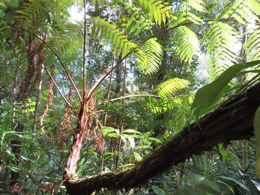Sinharaja - l'ultima foresta pluviale dello Sri Lanka