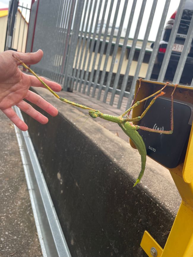 Gespenstschrecke versucht den Schrankensensor zu knacken😅