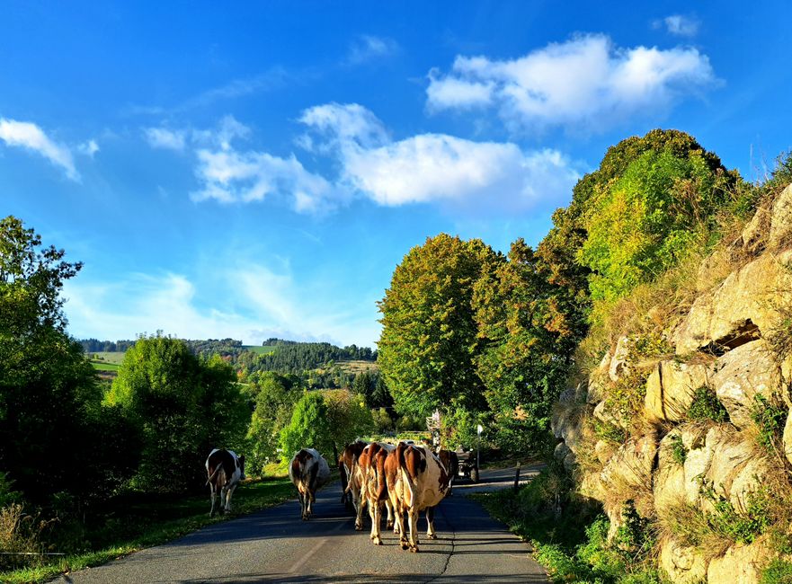 Kühe im Lozére