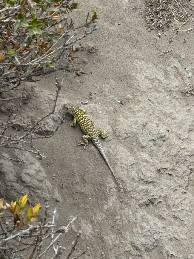 Peninsula Valdes: many lizards in all colors and interesting insects are around