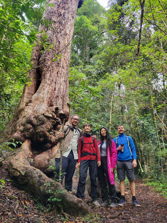 Wanderung im Springbrook Nationalpark (Ships Stern Circuit)