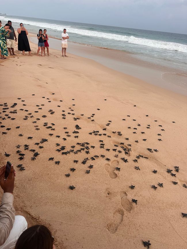 Sri Lanka (Tag 21 - 26)