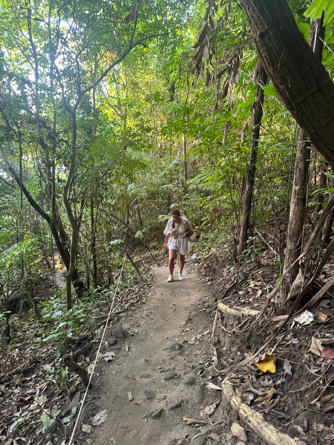 Path through the jungle