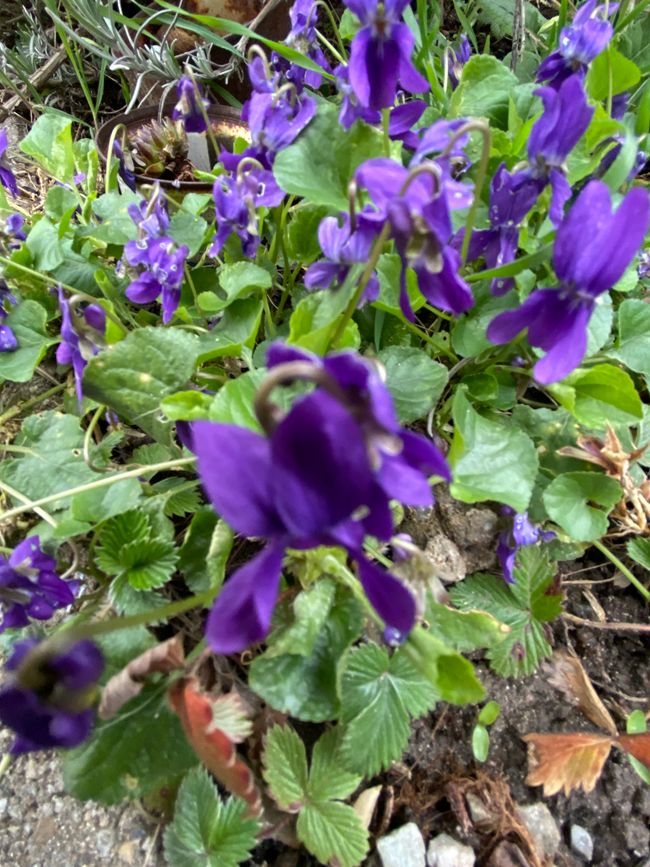 und jede Menge kleiner Veilchen.