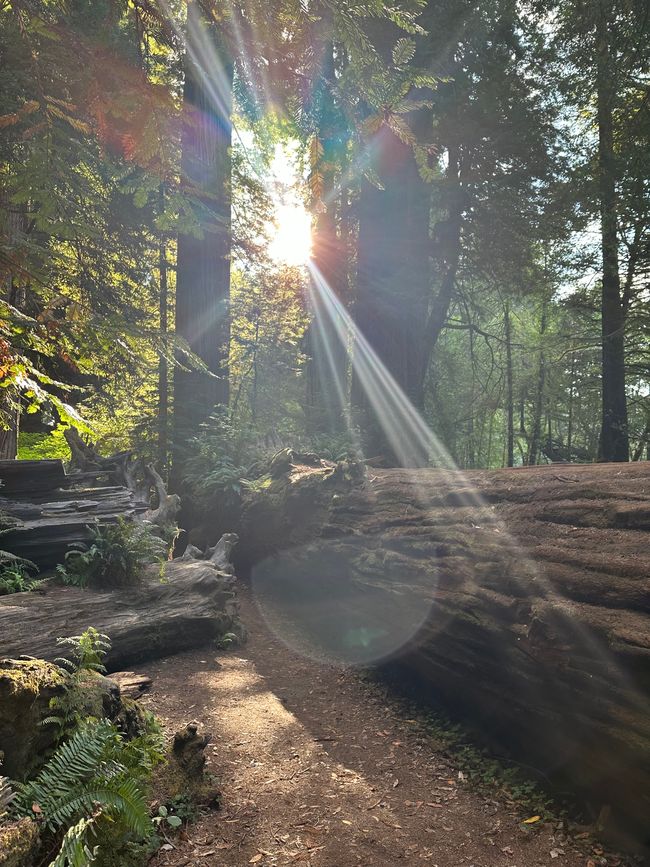 North Californian redwoods