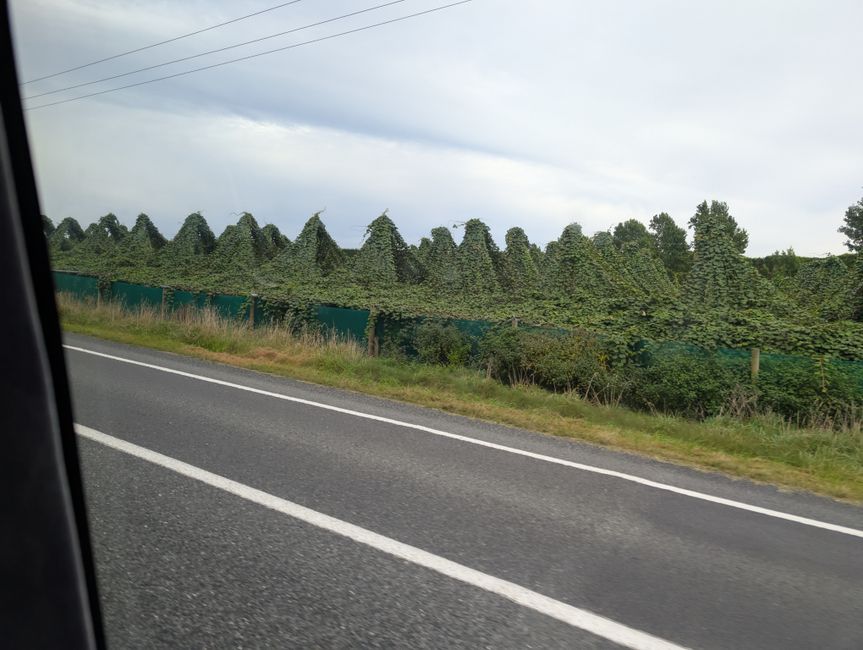 Kiwi Plantage