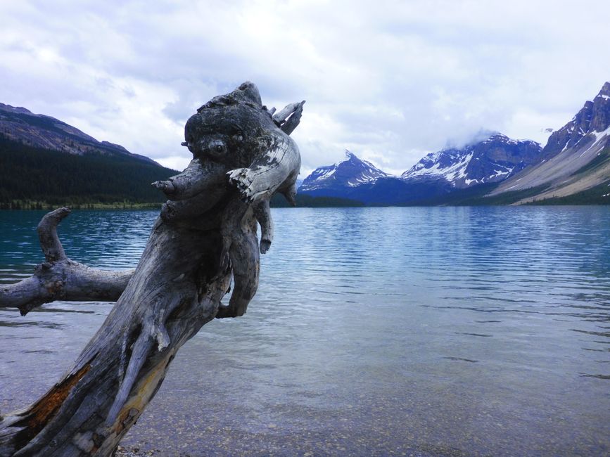 2025-06-19 sur l'Icefields Parkway de Jasper à Lake Louise, CA