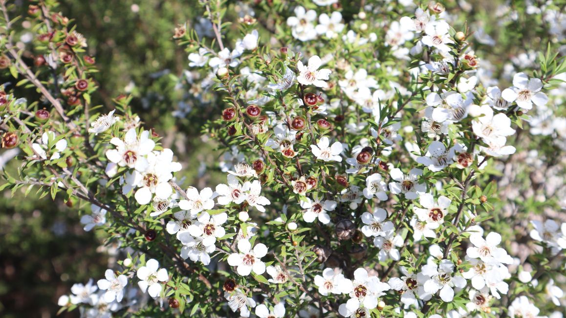 blühender Manuka Baum