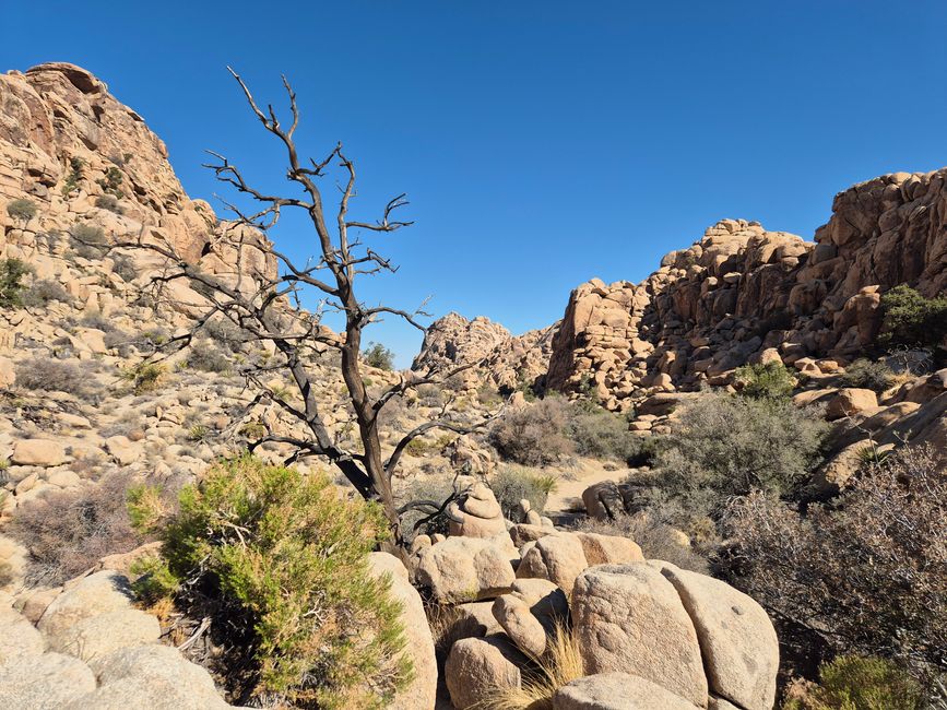 Joshua Tree