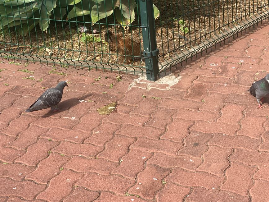 Keine Spatzen auf Madeira - aber Taubeneira- Tauben