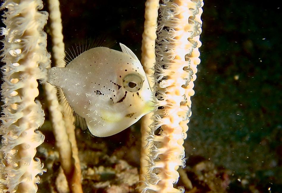 Travis ai Triton Bay Divers: Squali e altro