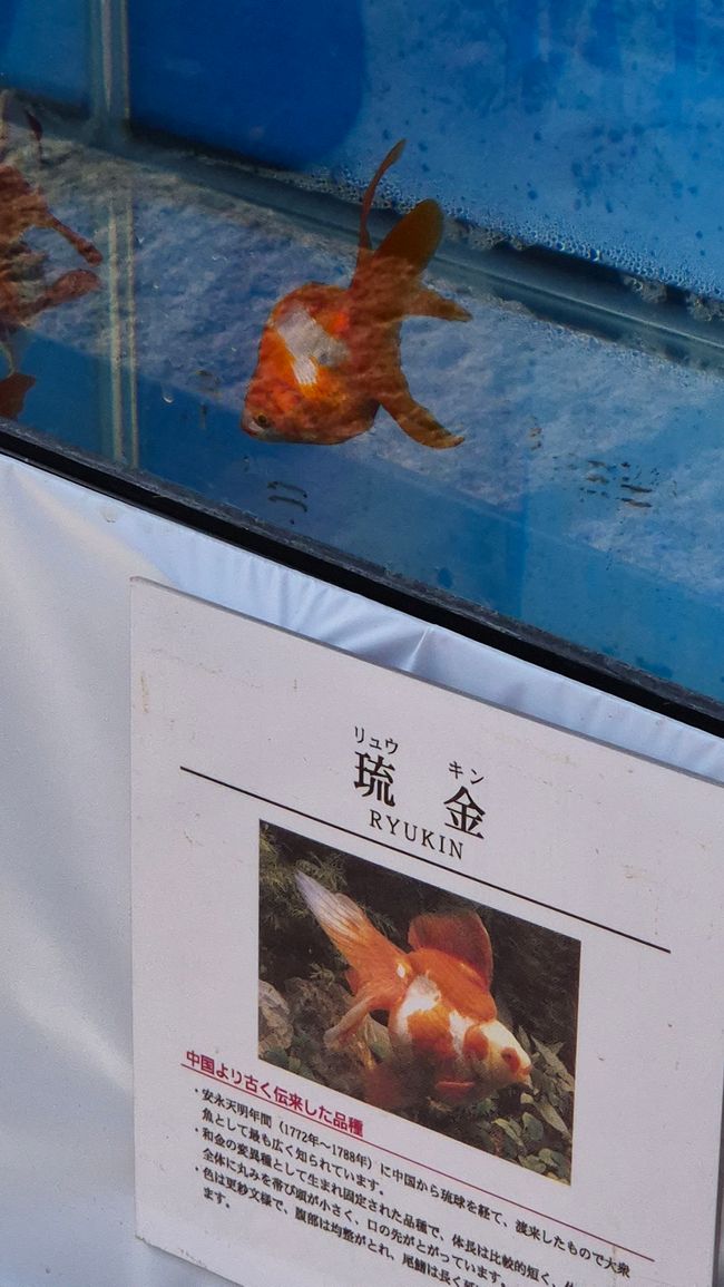 Heute in der Goldfischstadt Yamatokoriyama.