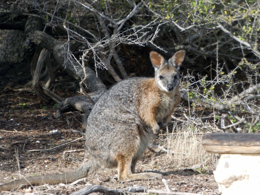 Kingscote - Victor Harbor - Hahndorf