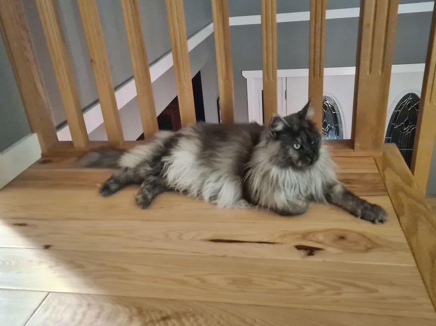 Maine Coon 🥰