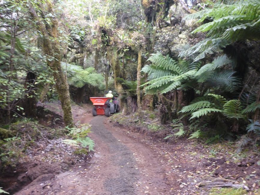 2025-03-29 Tongariro, Timber Trail und ...