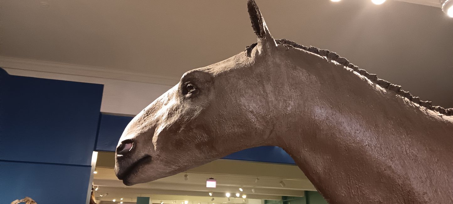 Museum of natural history I
