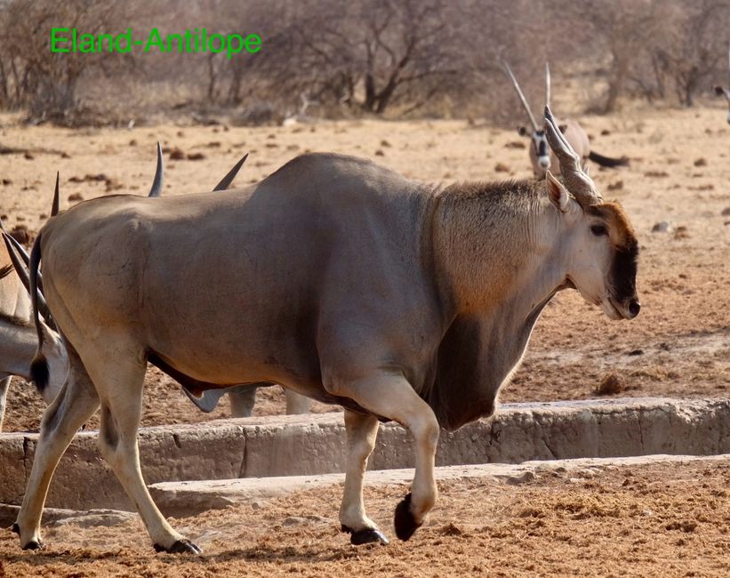 Etosha - Katzentag